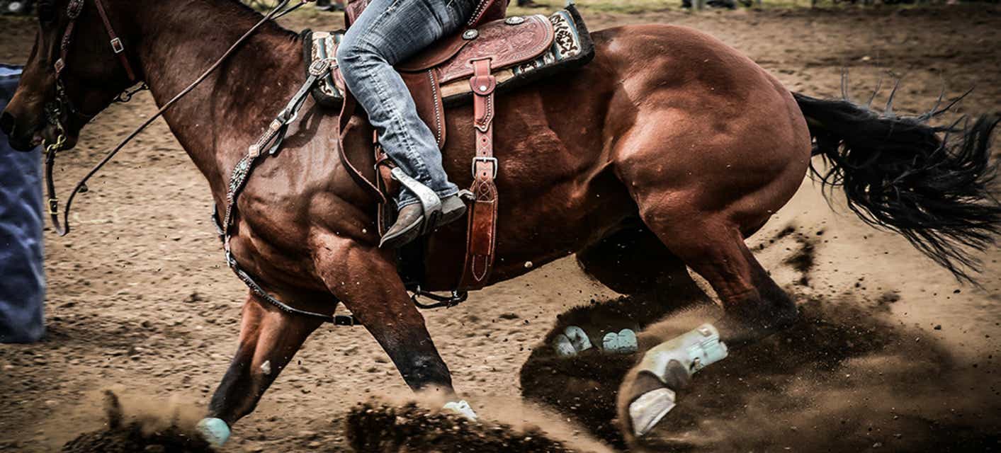 Quarter Horse Meet