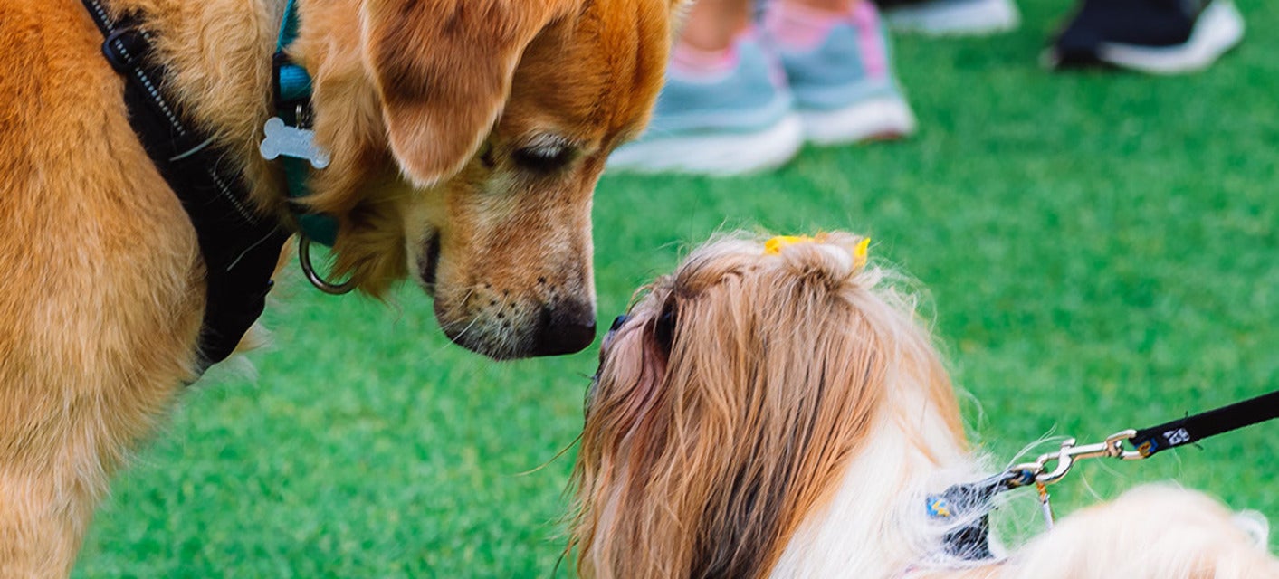 Westminster Kennel Club Dog Show will be playing at Madison Square Garden in New York