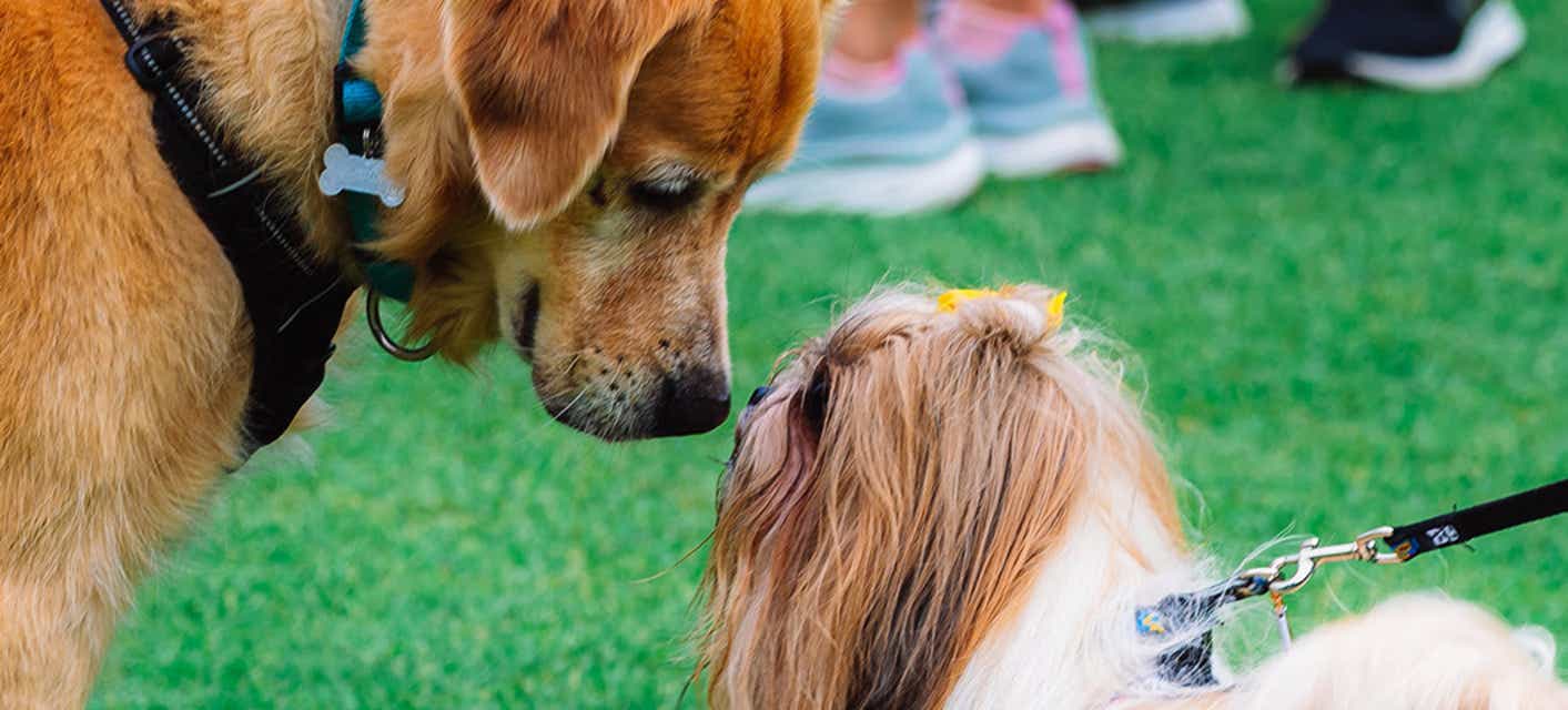 Westminster Kennel Club Dog Show will be playing at Javits Center in New York